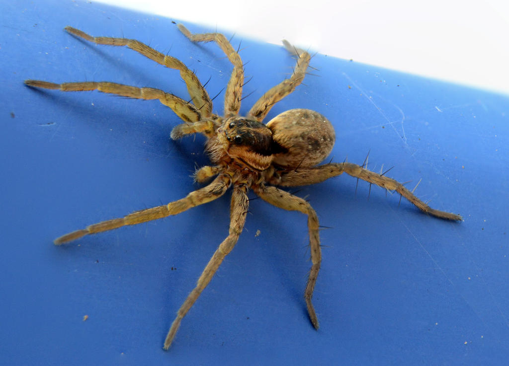 Wolf Spider.jpg