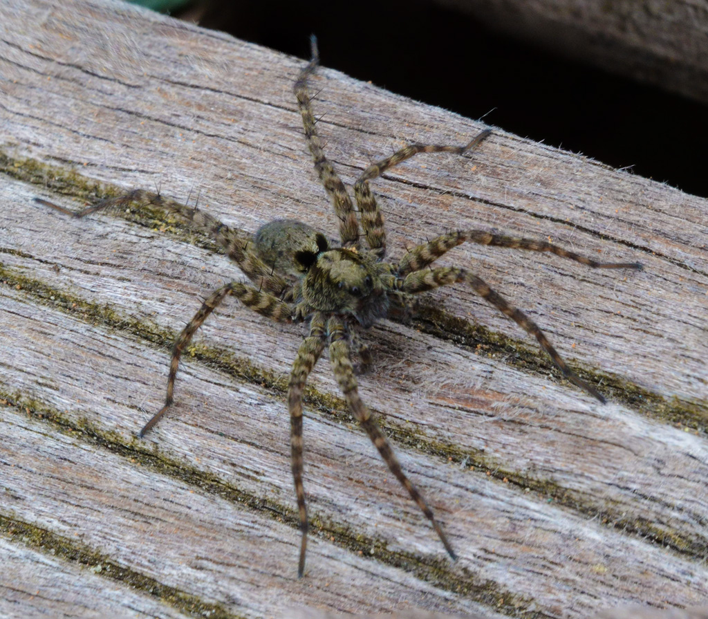Wolf Spider.jpg