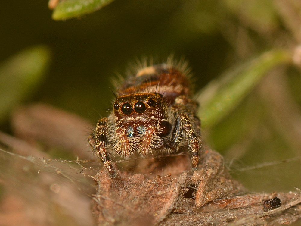 WolfSpider.jpg