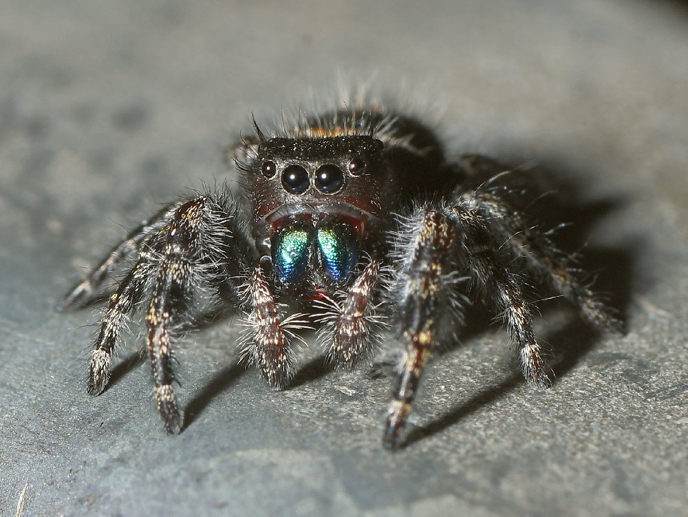 WolfSpider2.jpg