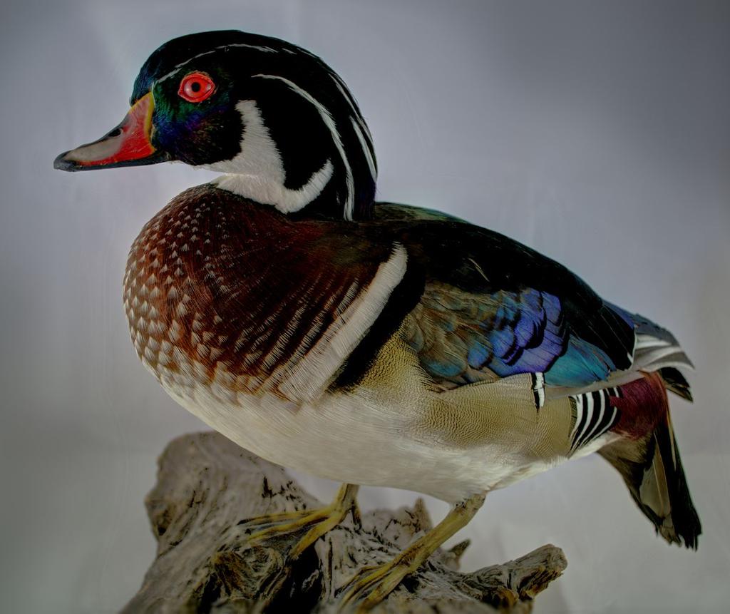wood duck a 1200.jpg