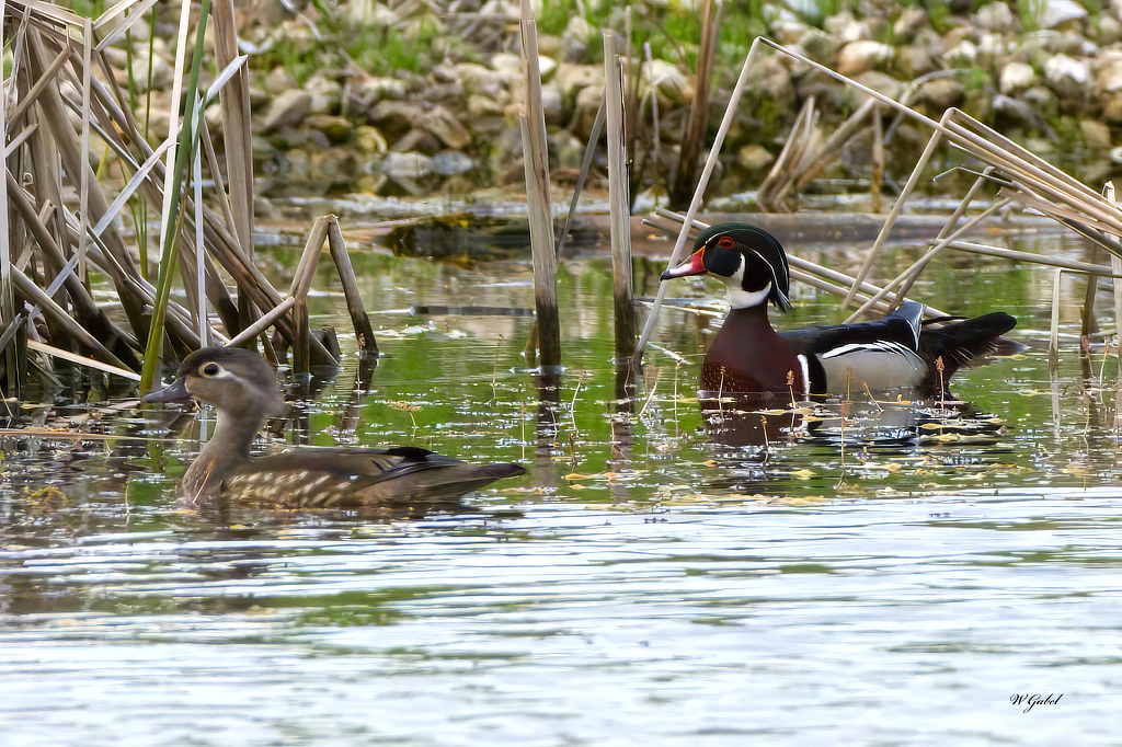 Wood Ducks sm.jpg