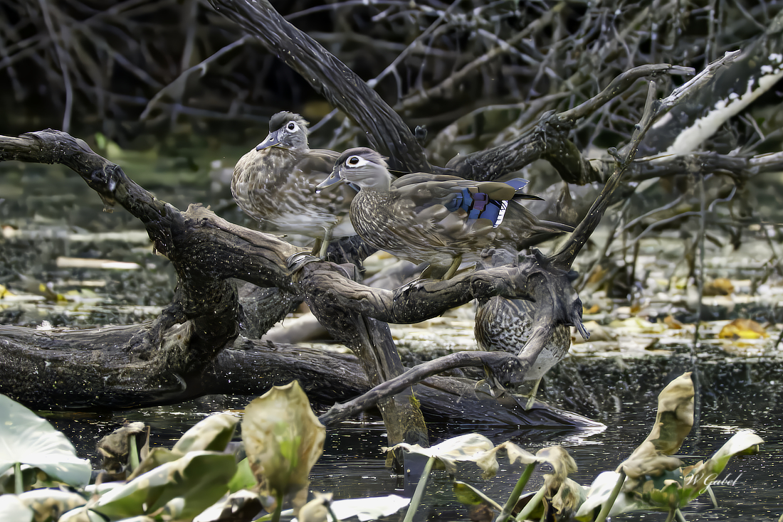 Wood ducks sm.jpg
