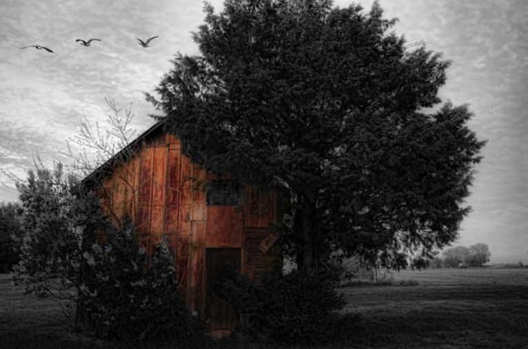 wood shed 800 selective.jpg