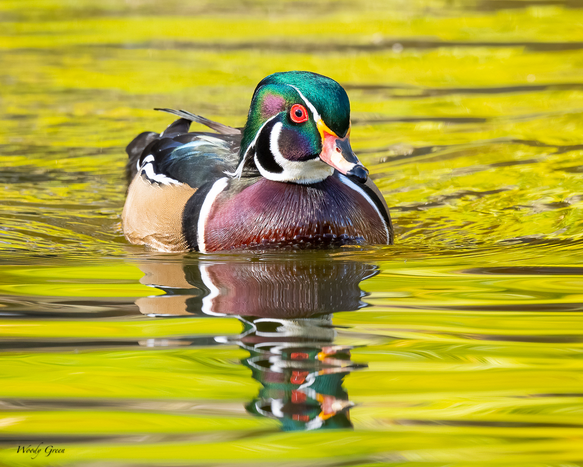 WoodDuck-216.jpg