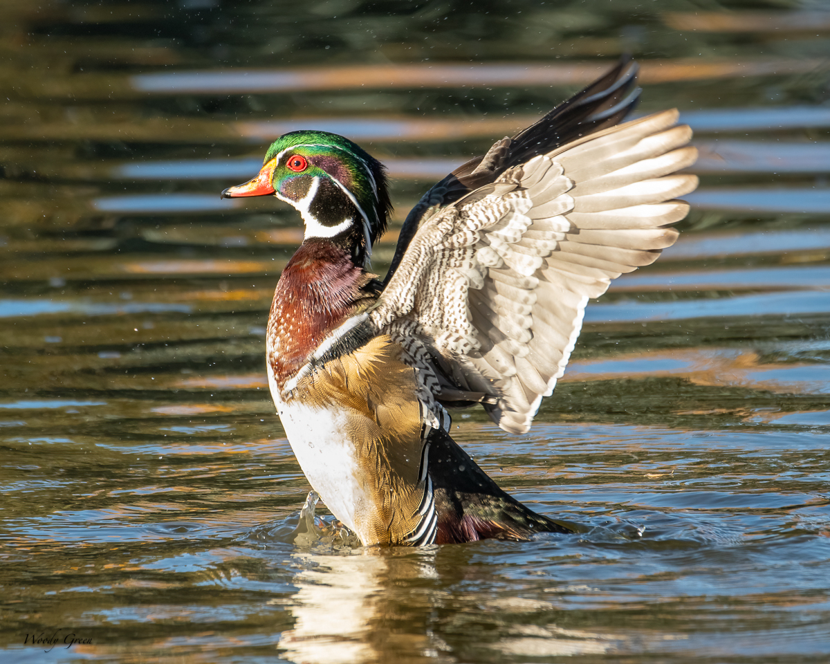 WoodDuck-219.jpg