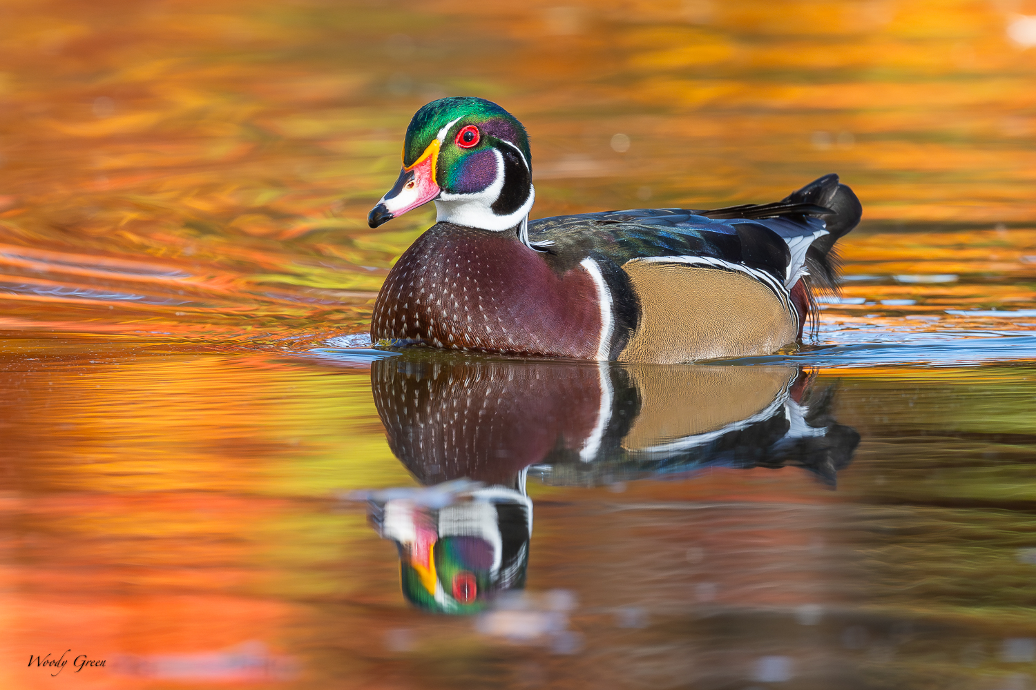 WoodDuck-420.jpg