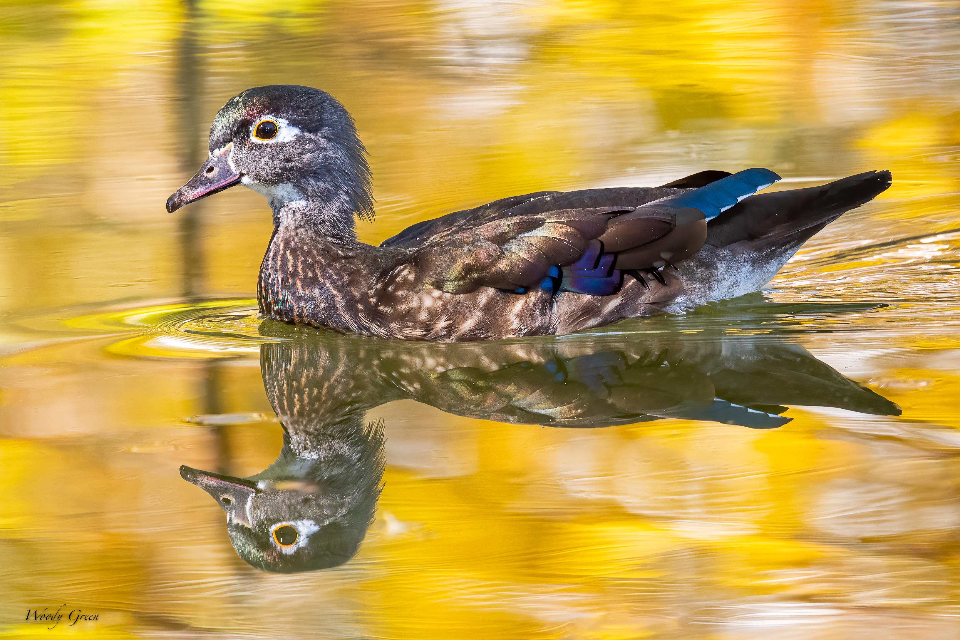 WoodDuck-500.jpg