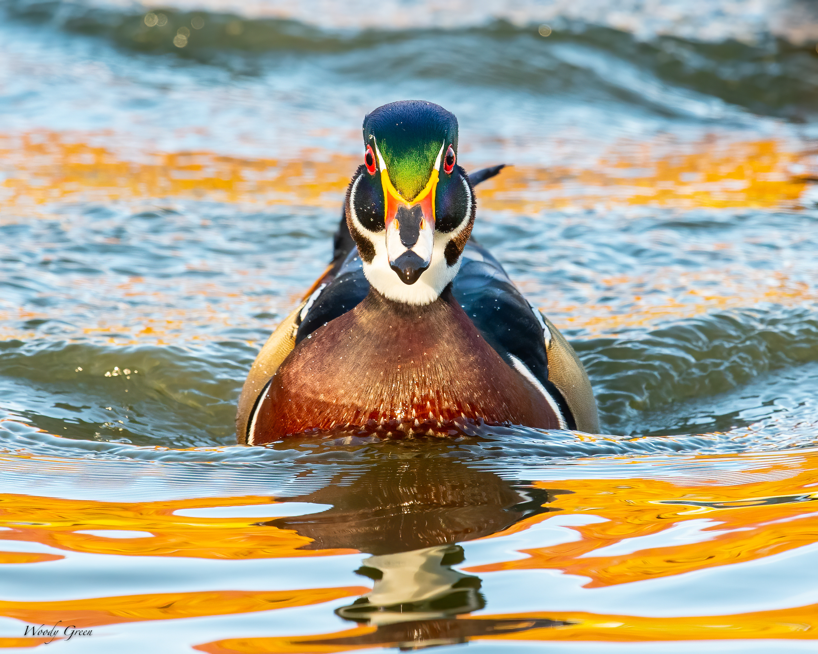WoodDuck-502.jpg