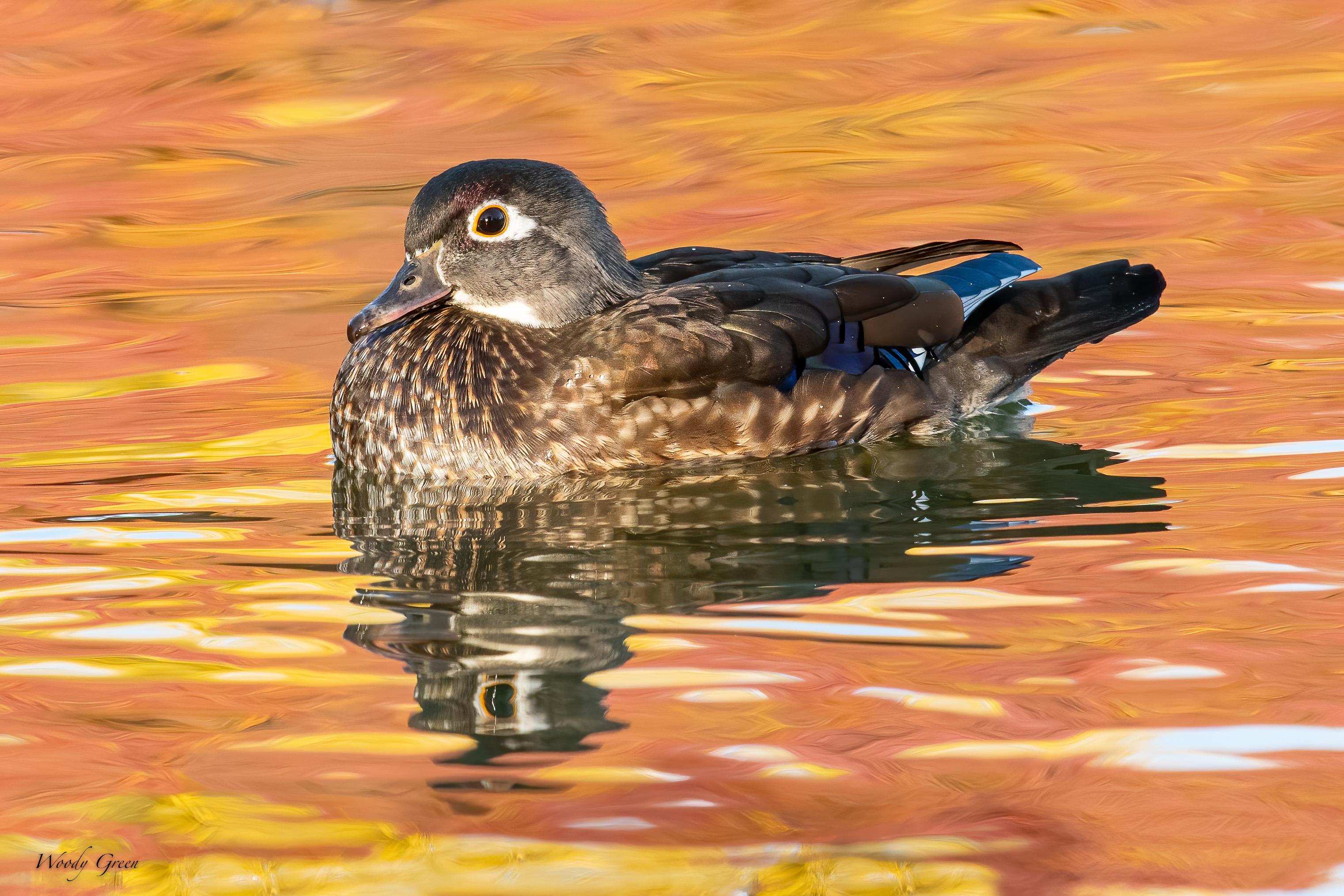 WoodDuck-503.jpg
