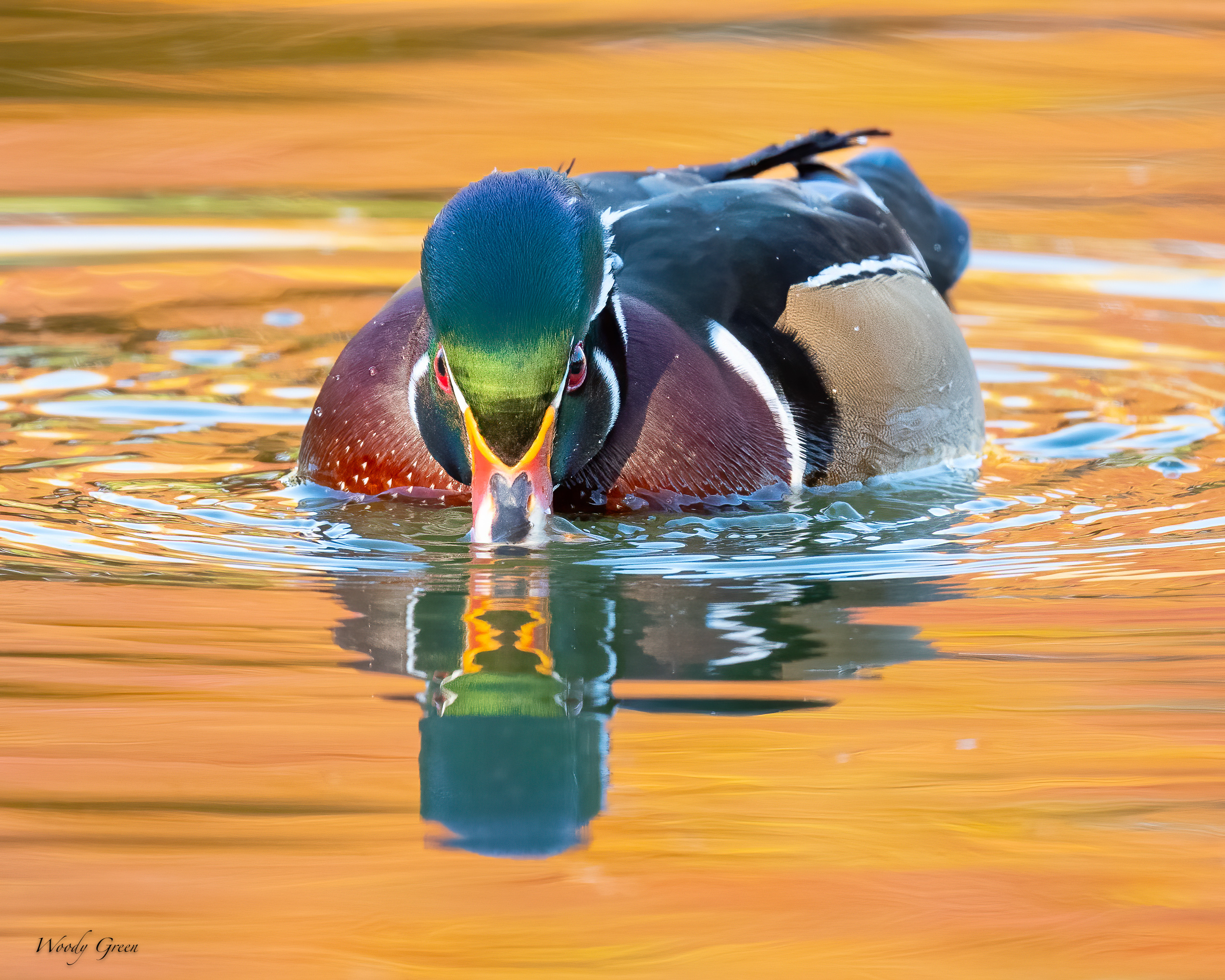 WoodDuck-504.jpg