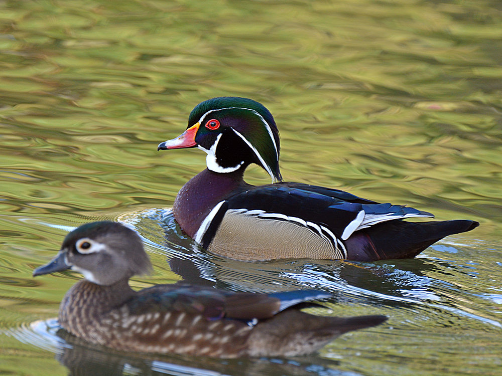 WoodDuck.jpg