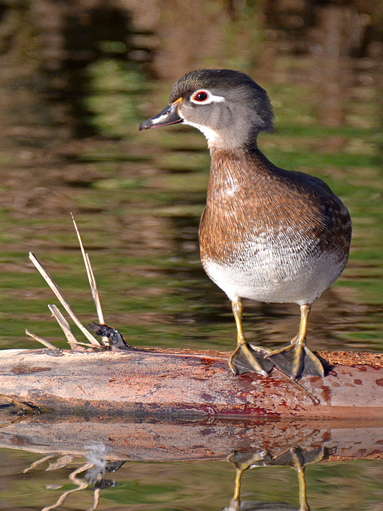 WoodDuck.jpg