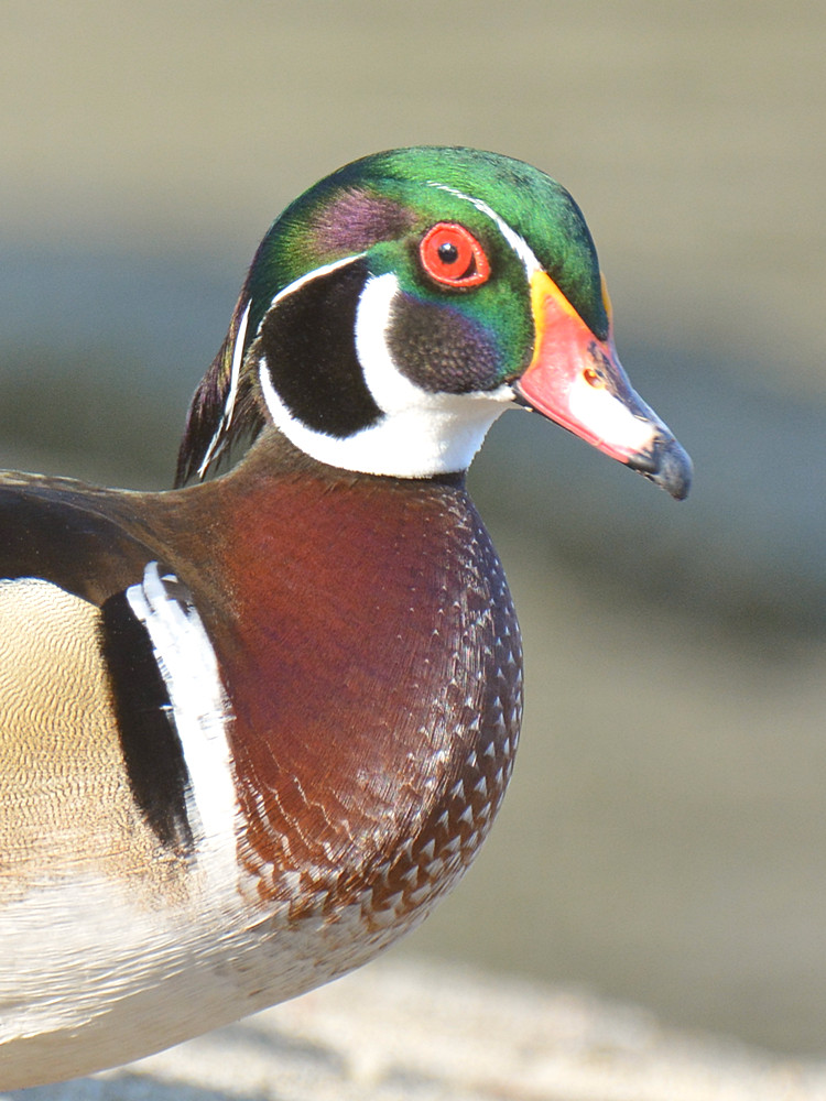 WoodDuck.jpg