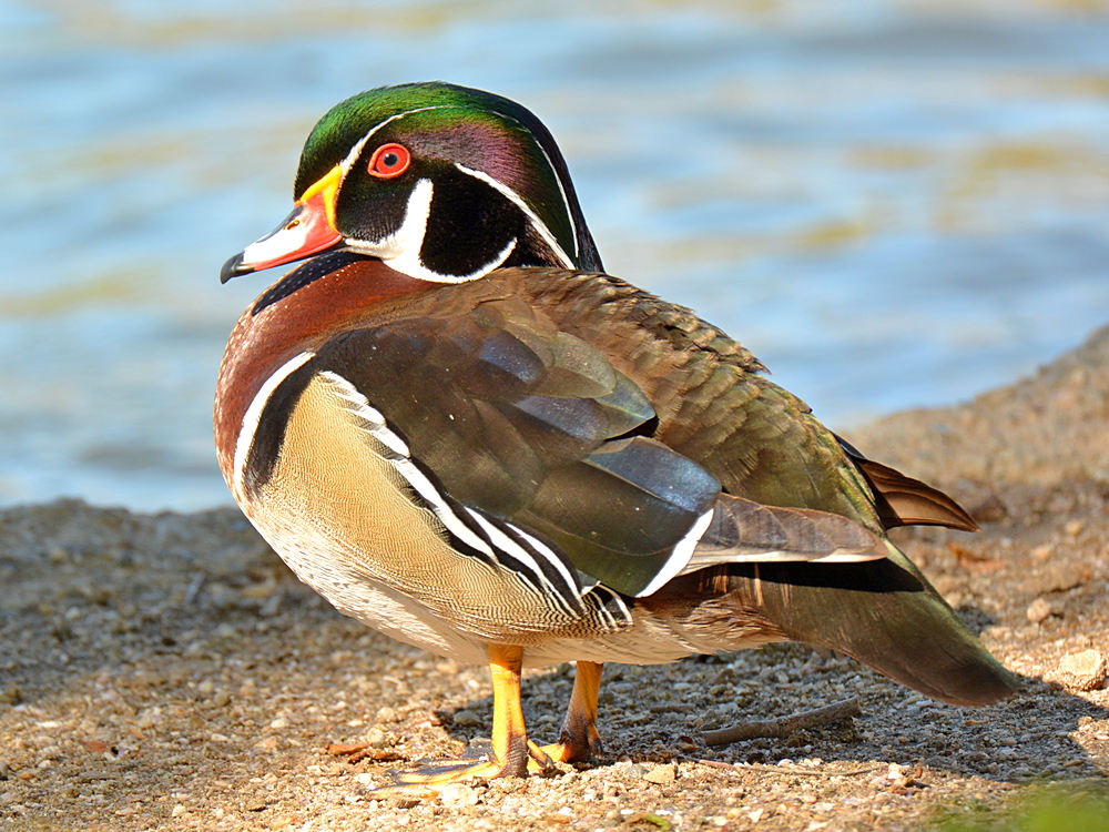 WoodDuck.jpg