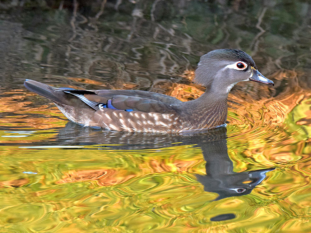WoodDuck.jpg