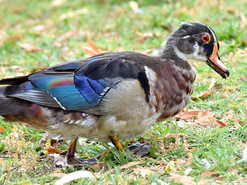 WoodDuck.jpg