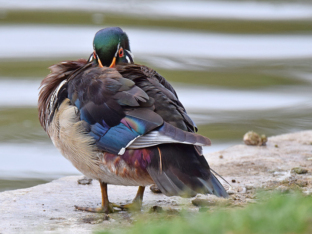 WoodDuck.jpg