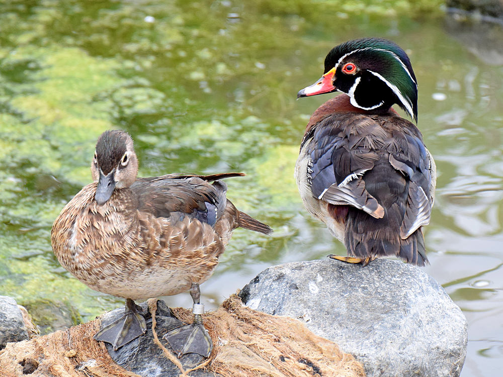 WoodDuck.jpg