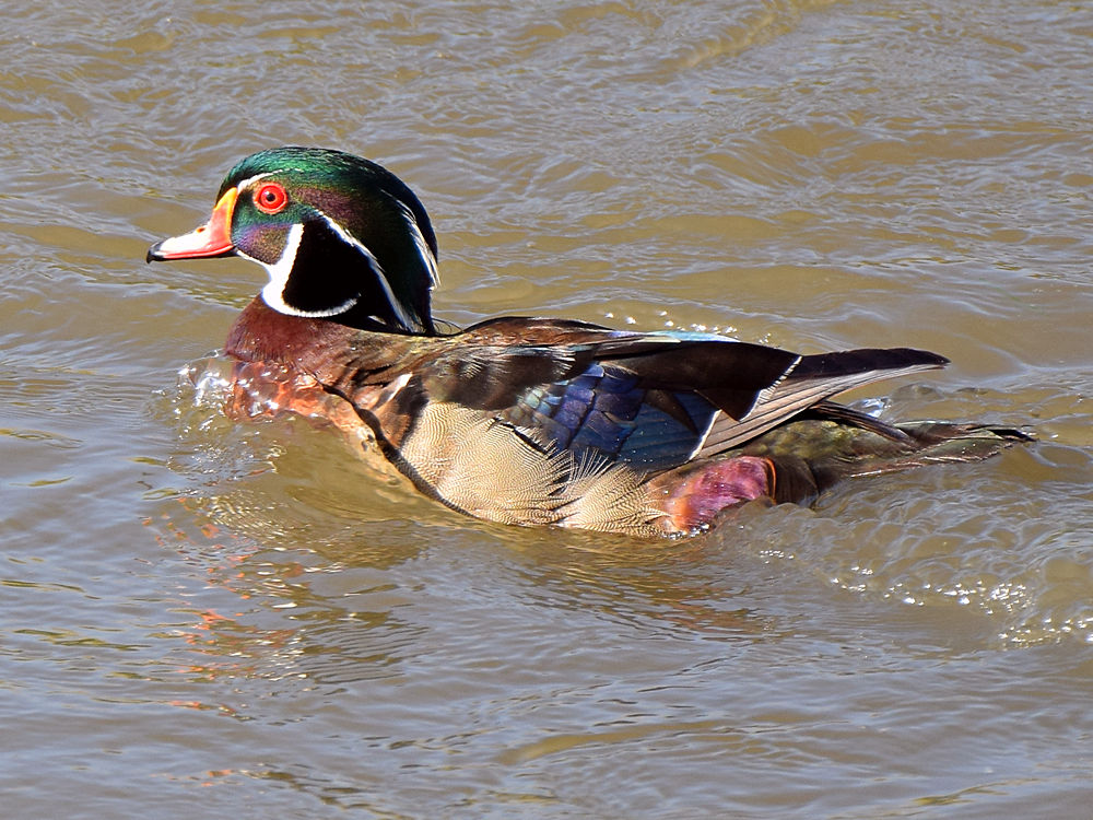WoodDuck.jpg