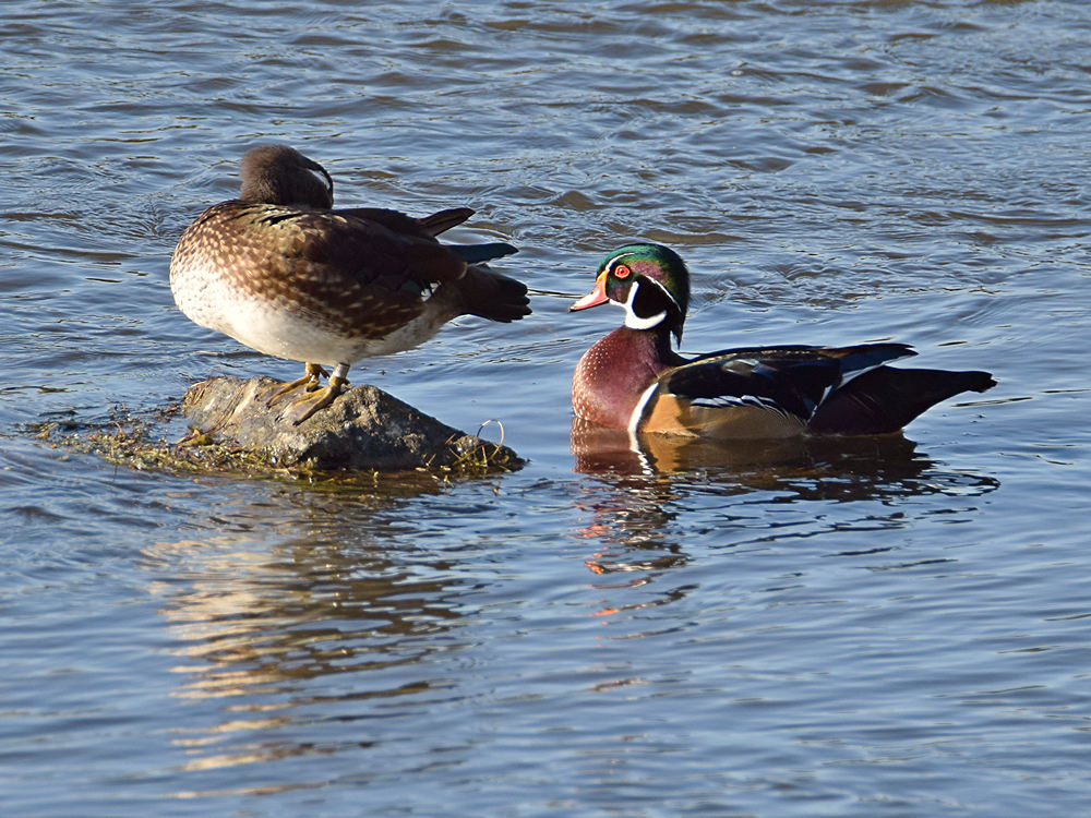 WoodDuck.jpg