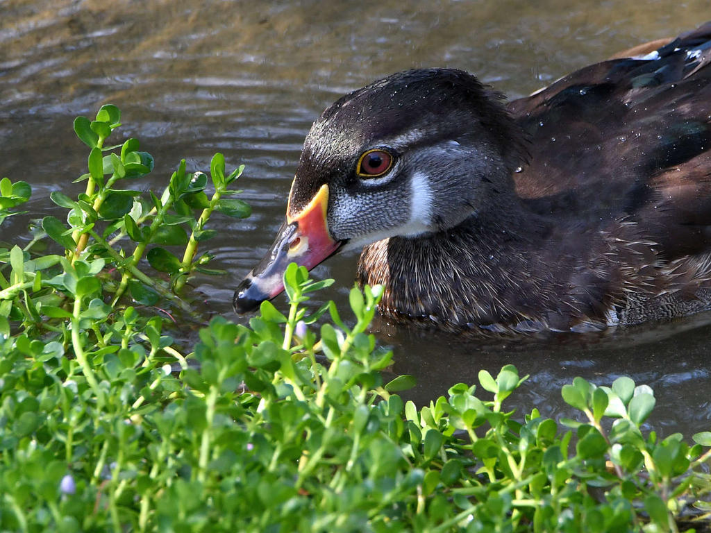 WoodDuck.jpg