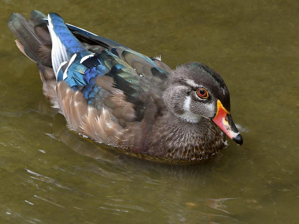 WoodDuck.jpg
