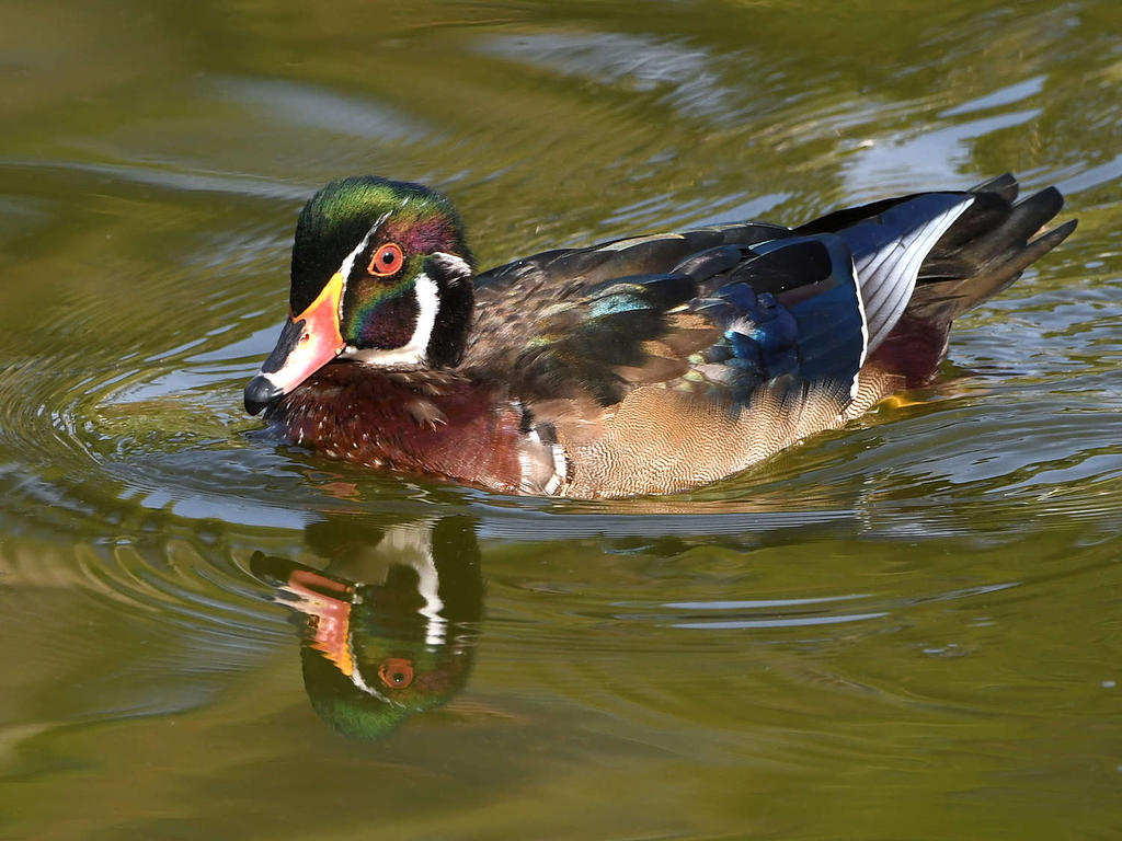 WoodDuck.jpg