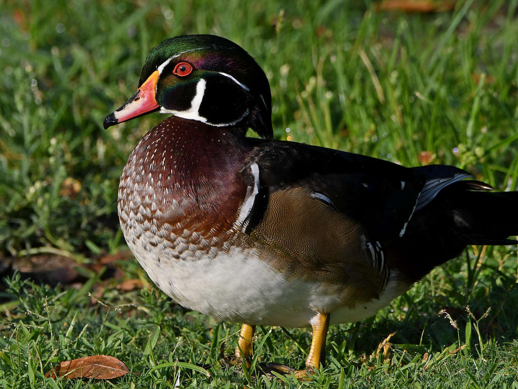 WoodDuck.jpg