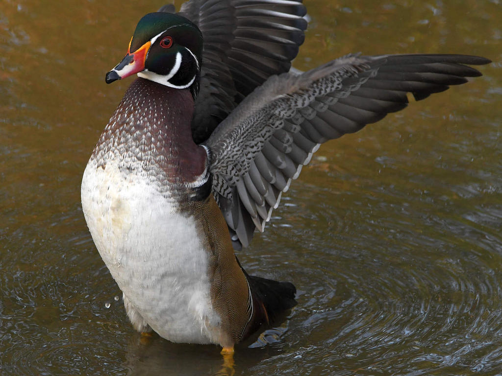 WoodDuck.jpg