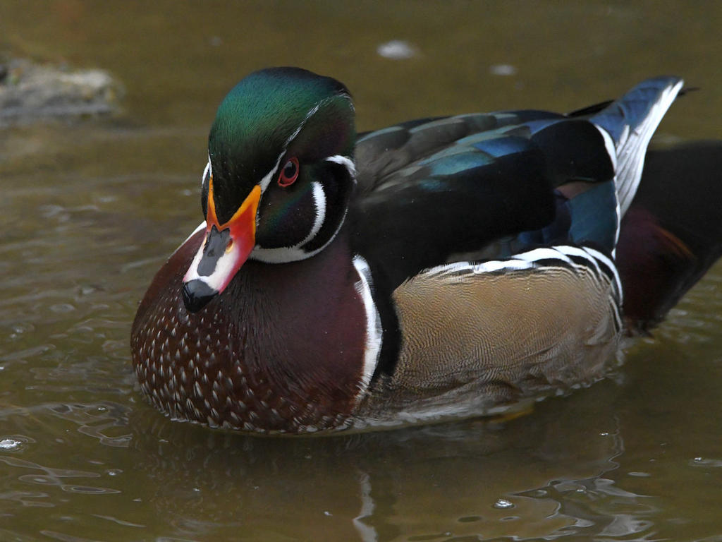 WoodDuck.jpg
