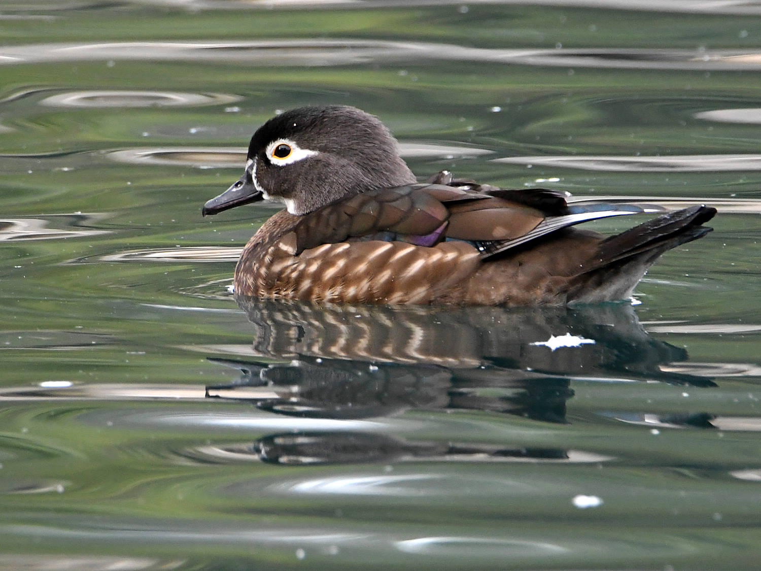 WoodDuck.jpg