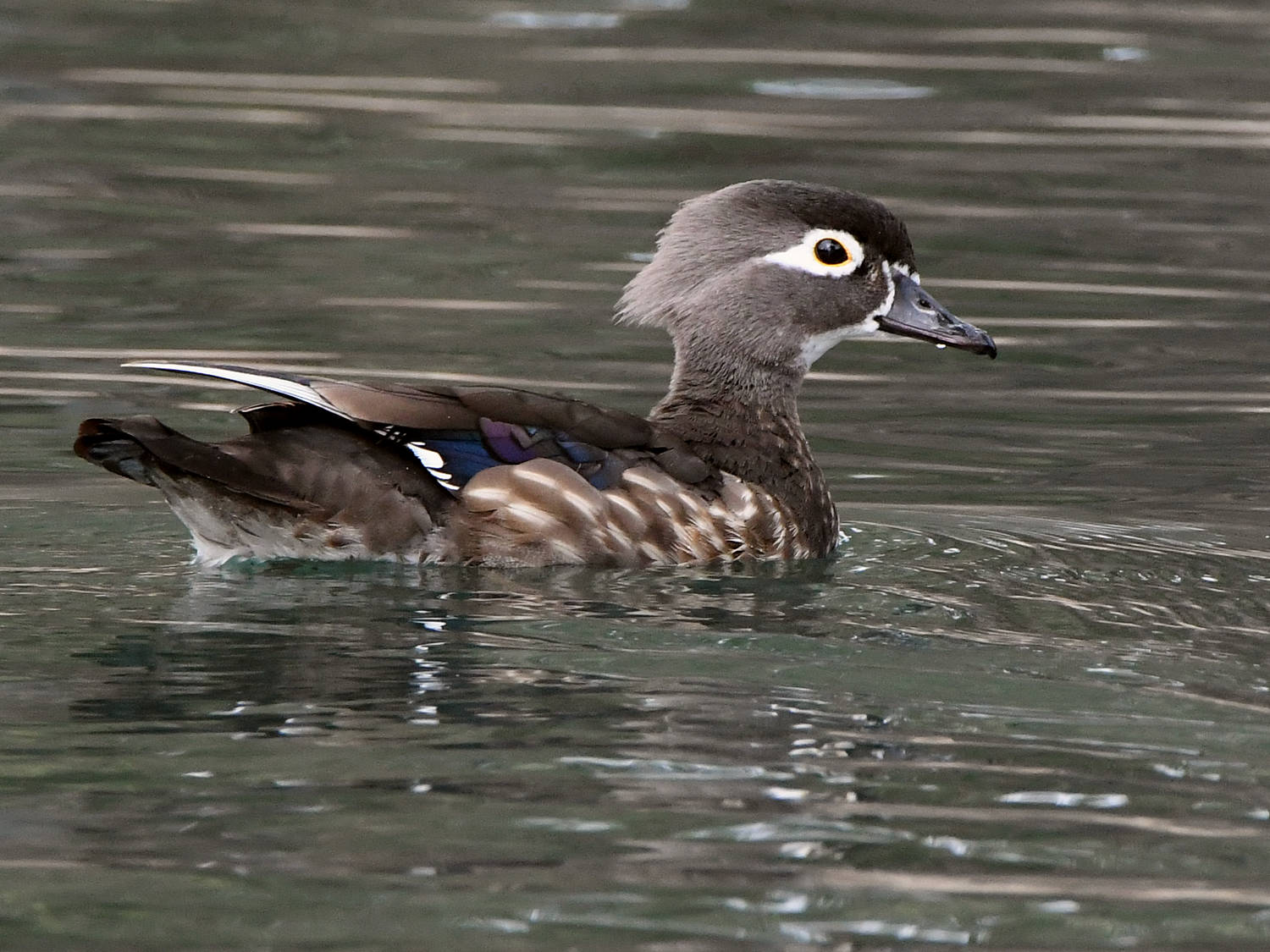 WoodDuck.jpg