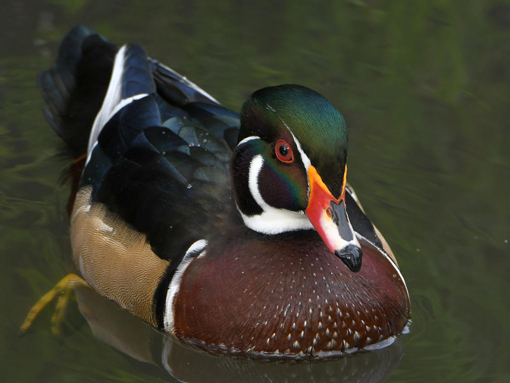 WoodDuck10.jpg