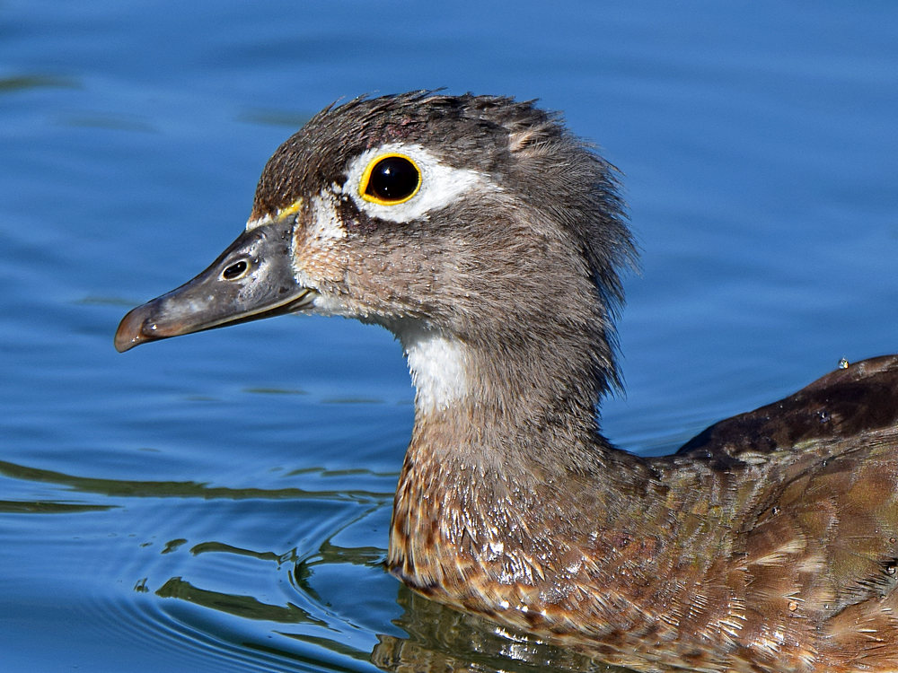 WoodDuck11.jpg