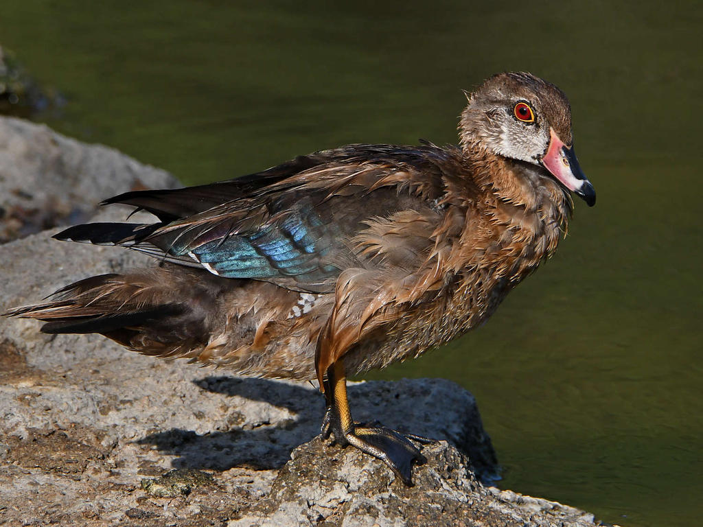 WoodDuck11.jpg