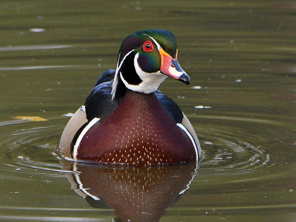 WoodDuck11.jpg