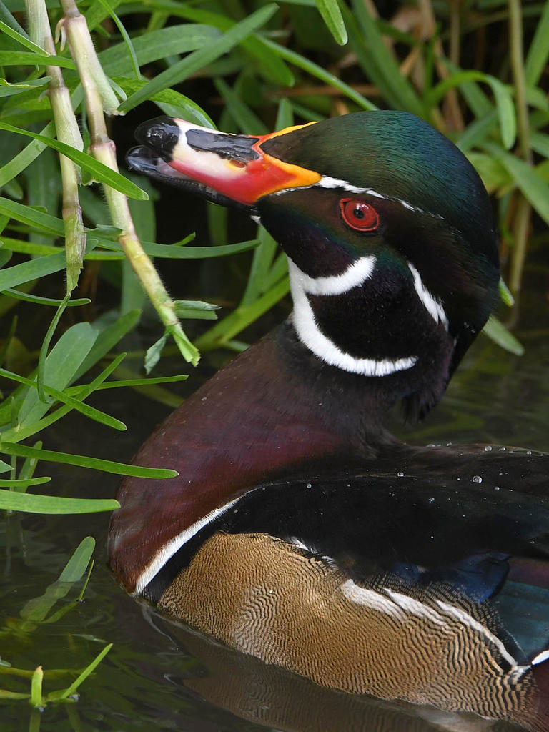 WoodDuck12.jpg