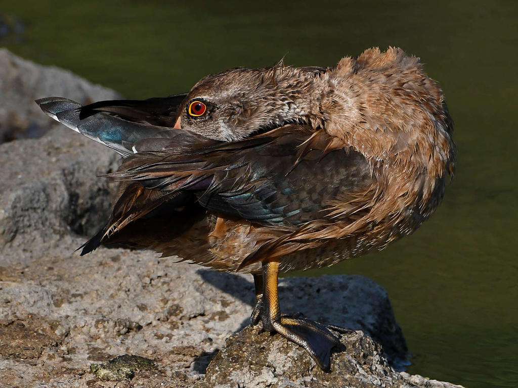 WoodDuck12.jpg