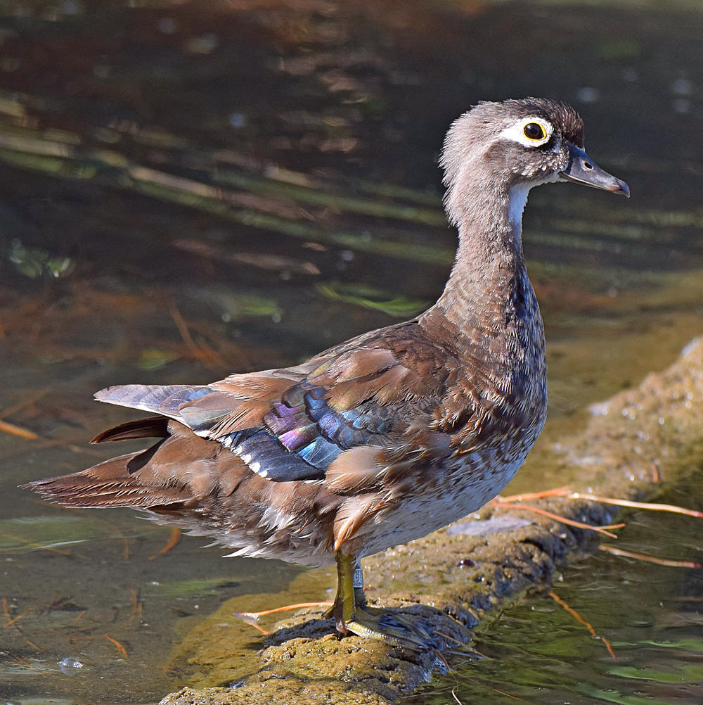 WoodDuck13.jpg