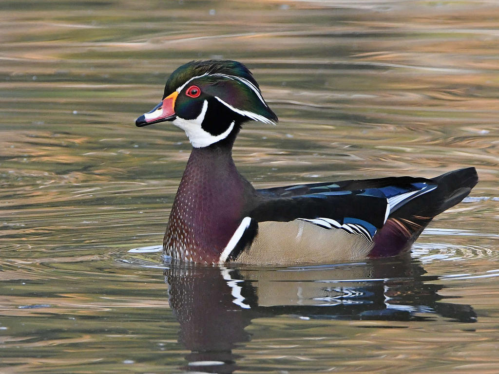 WoodDuck14.jpg
