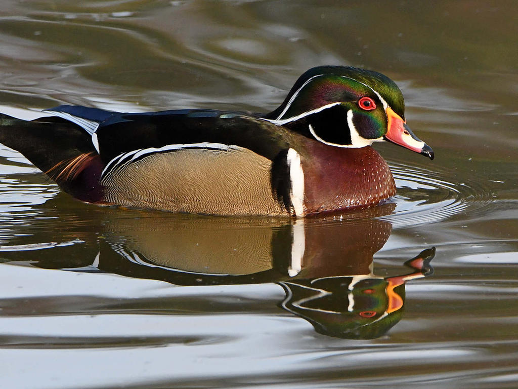 WoodDuck16.jpg