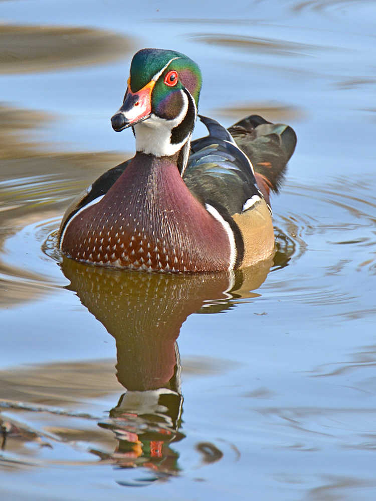 WoodDuck2.jpg