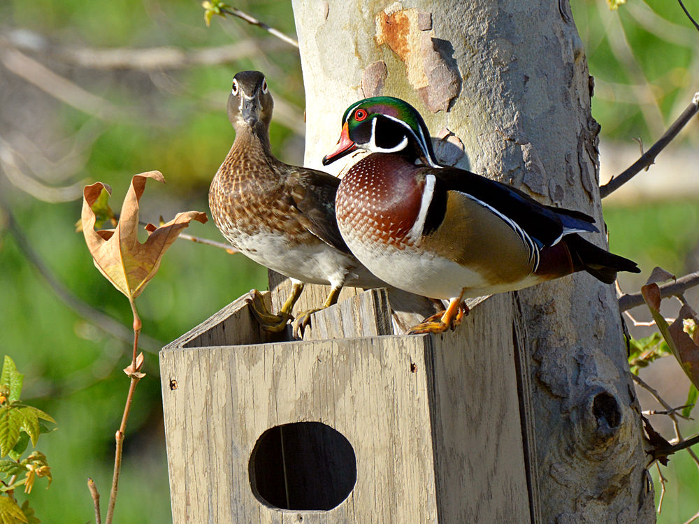 WoodDuck2.jpg