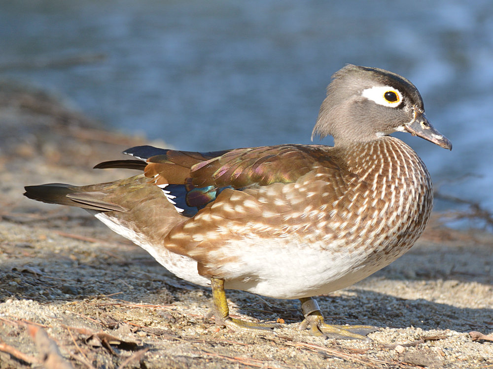 WoodDuck2.jpg