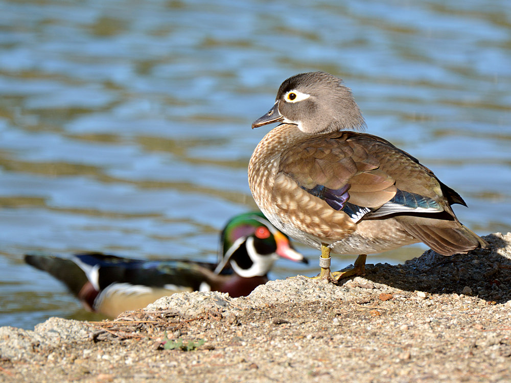 WoodDuck2.jpg