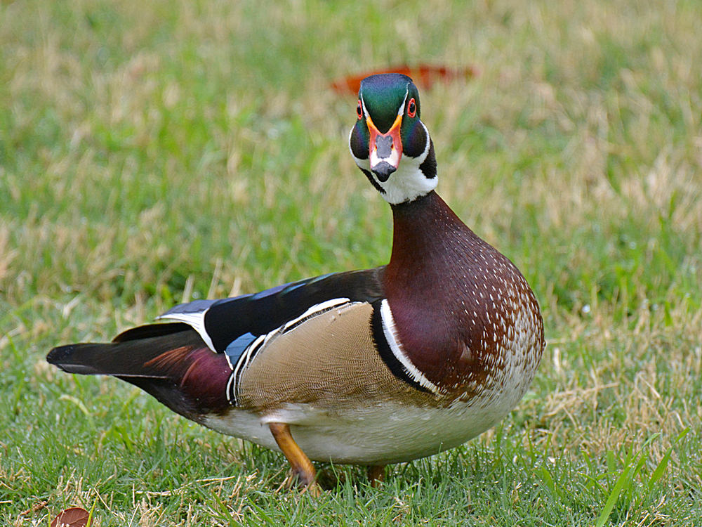WoodDuck2.jpg