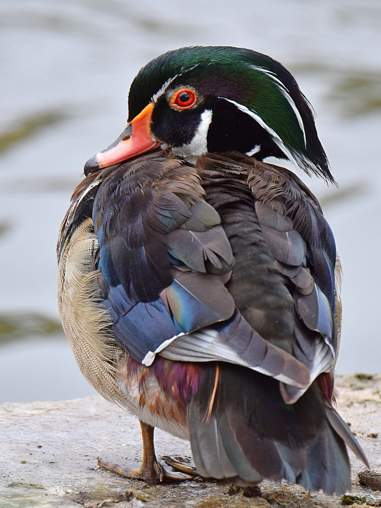 WoodDuck2.jpg
