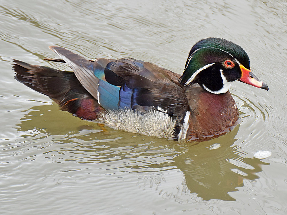 WoodDuck2.jpg