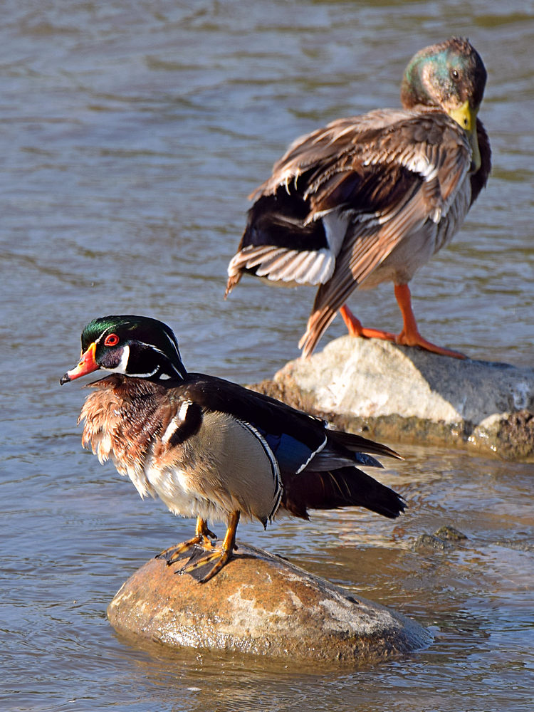 WoodDuck2.jpg